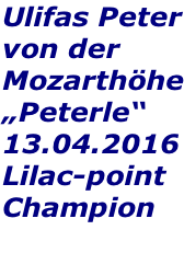 Ulifas Peter von der Mozarthöhe „Peterle“ 13.04.2016 Lilac-point Champion
